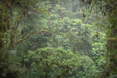 Amazon orman manzaralı bir görünümünü 