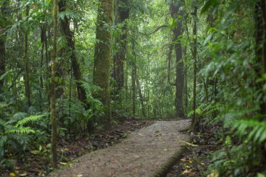 Amazon orman manzaralı bir görünümünü 