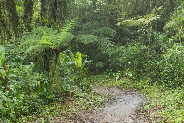 Amazon orman manzaralı bir görünümünü 