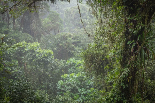 Amazon orman manzaralı bir görünümünü 