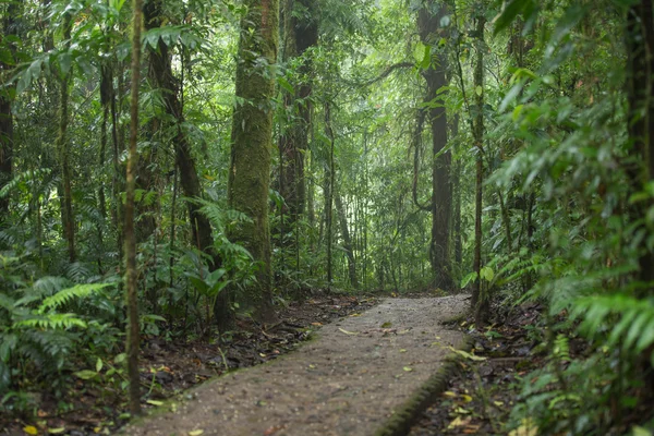 Amazon orman manzaralı bir görünümünü 