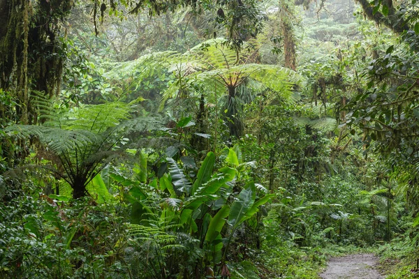 Amazon orman manzaralı bir görünümünü 