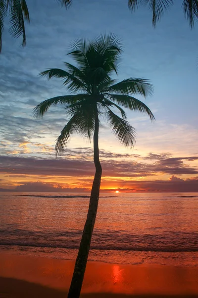 A naplementét kilátás nyílik a palm tree és a trópusi beach — Stock Fotó