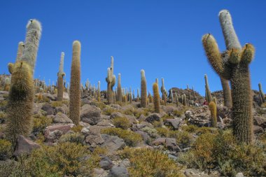 Salar de Uyuni, Boliwia manzara dev kaktüsler görünümünü