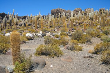 Salar de Uyuni, Boliwia manzara dev kaktüsler görünümünü