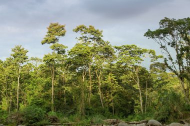 Ormanın manzara görünümünü