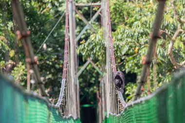 Uluyan maymun görünümünü ormanda Asma köprüde