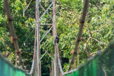 Uluyan maymun görünümünü ormanda Asma köprüde