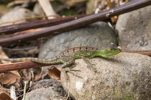 Weergave van de Basilisk hagedis — Stockfoto