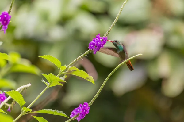 Beskåda av den flygande Hummingbird på blommorna — Stockfoto