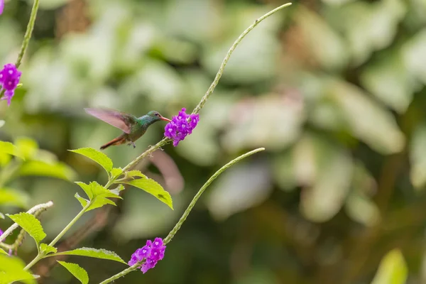 Beskåda av den flygande Hummingbird på blommorna — Stockfoto