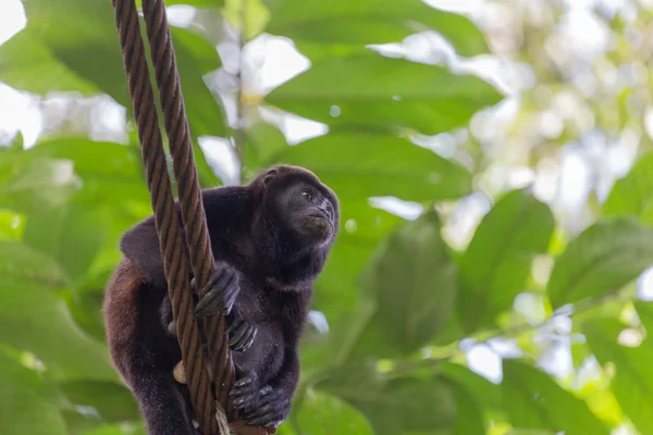 Weergave van de brulaap aap in het oerwoud — Stockfoto
