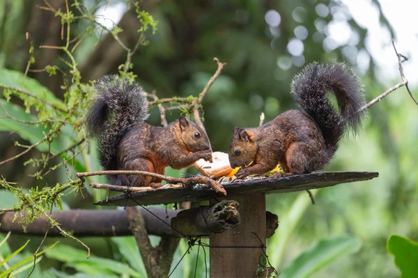 Vista do esquilo variegado endêmico. Costa Rica — Fotografia de Stock
