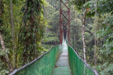 Asma köprünün ormanlarında. Kosta Rika. Monteverde Milli Parkı