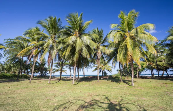 Scenic view of the palm trees. Landscape — Stock Photo, Image