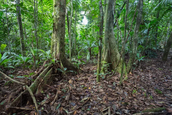 Vista da selva — Fotografia de Stock