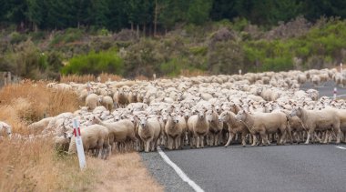  Görünüm içinde belgili tanımlık yol Yeni Zelanda koyun