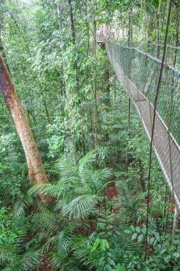 Yağmur ormanlarında asma köprü 
