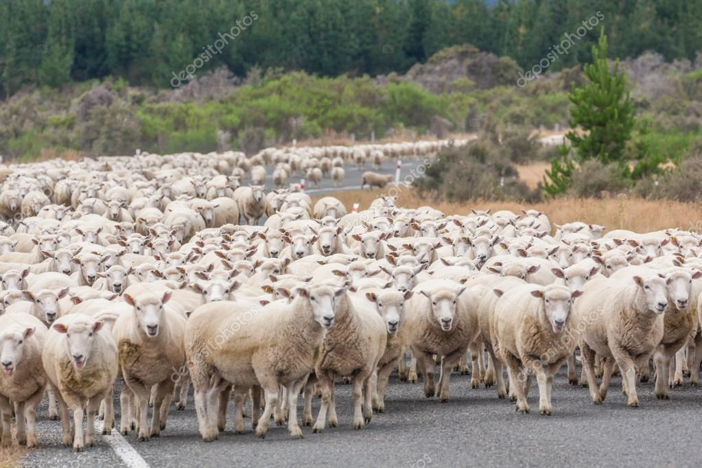 ニュージーランドの道路でメリノ羊のビュー. — ストック写真 ...