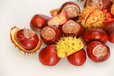 İzole sonbahar kestane