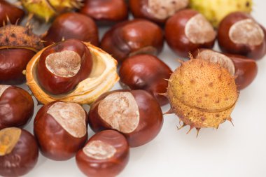 İzole sonbahar kestane