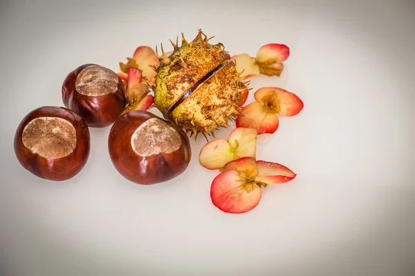 Castanhas outonais isoladas — Fotografia de Stock