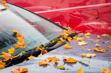 Bir arabanın kaputunda sonbahar yaprakları, konsept, mevsimler