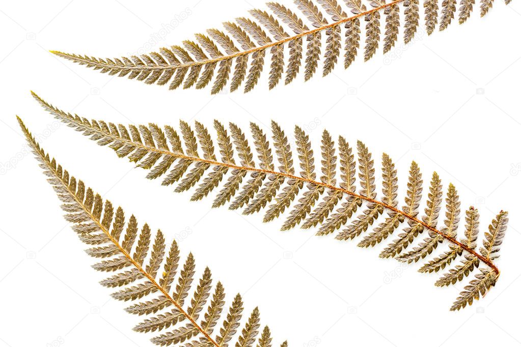 dried leaves of a silver fern, the symbol of New Zealand, white background