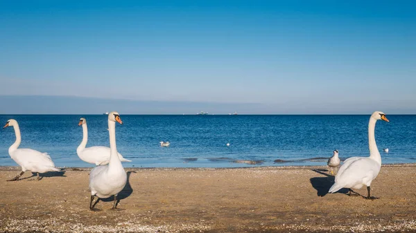 Mooie Witte Zwanen Lopen Het Strand Oostzee Winter — Stockfoto