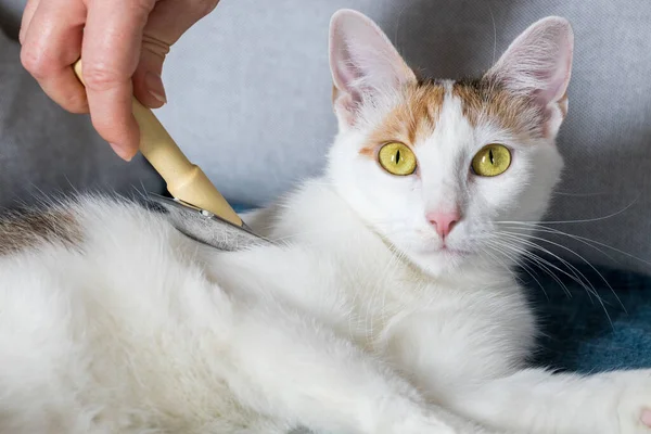 Aseo Cat Peinar Piel Con Cepillo Especial —  Fotos de Stock