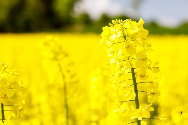 Yellow Rape Field Blooming Flowers Agricultural Crops — Stock Photo, Image