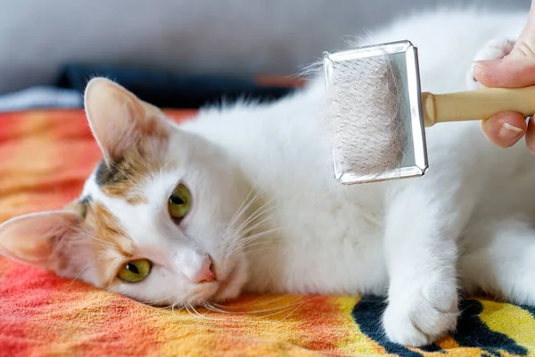 Uwodzenie Kotów Szczotka Pełna Włosów Leżące Tle Zrelaksowany Kot Domowy — Zdjęcie stockowe