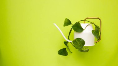 Yeşil bitki, yaratıcı düzen, asgari konsept, bir nota için alan, yeşil arkaplan ile sarmalanmış güzel bir sulama kutusu. 