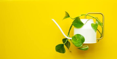 Yeşil bitki, yaratıcı düzen, asgari konsept, not için alan, sarı arkaplan. 