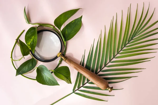 Magnifying Glass Tropical Leaf Creative Journey Unknown Searching Nature Arrangement — Stock Photo, Image