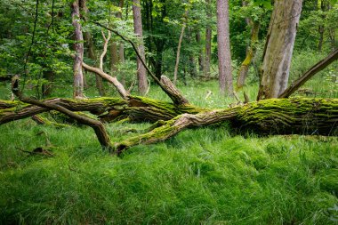 Ormanda devrilmiş yaşlı bir yosun ağacı, 