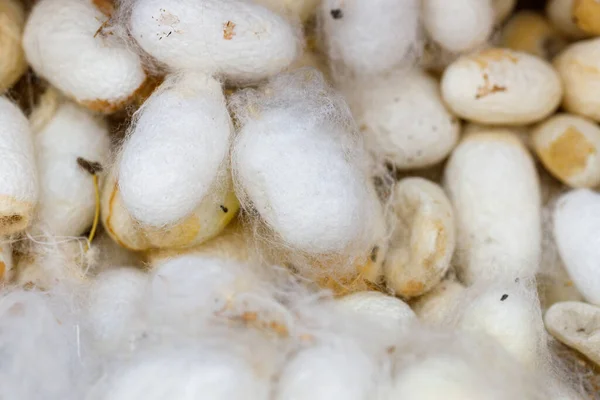 silkworm cocoons, a large amount