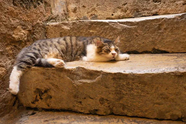Kot Pławiący Się Słonecznych Schodach — Zdjęcie stockowe