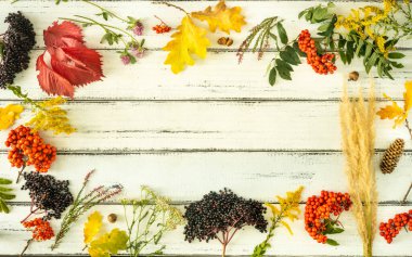 Sonbahar renkleri, düzlük, gerçek yapraklar, sonbahar ile ilişkili tohumlar ve meyveler, bir yazı için beyaz tahtalar, yatay fotoğraf 