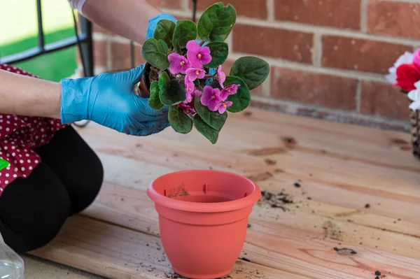 Chica con flor replantar maceta de violeta africana — Foto de Stock