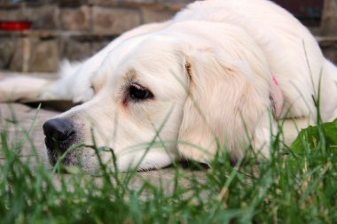 altın geri almak yeşil çimenlerin üzerinde döşeme portresi