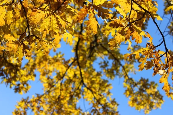 노란 오크 지점 푸른 하늘 배경에 나뭇잎. 가. — 스톡 사진
