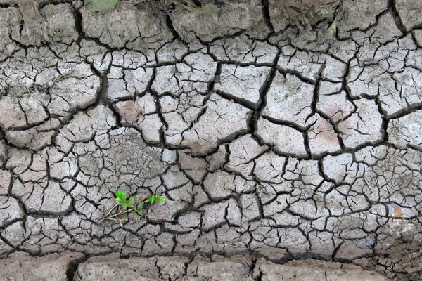 Tierra seca. Grietas de suelo seco y pequeña planta verde . — Foto de Stock