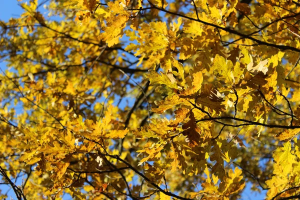 Folhas de carvalho amarelo e céu azul. Outono — Fotografia de Stock