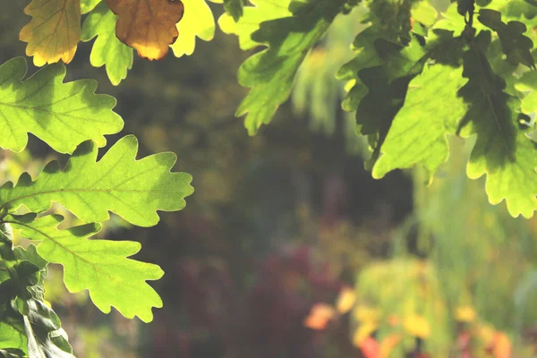 Осенний Фон Зеленый Желтый Листья Фона Концепция Природы — стоковое фото