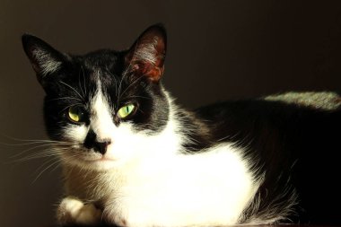 Yalan söyleyen ve kameraya bakan bir kedinin görüntüsü. Hayvanlar, hayvanlar, hayvanlar günü konsepti. 