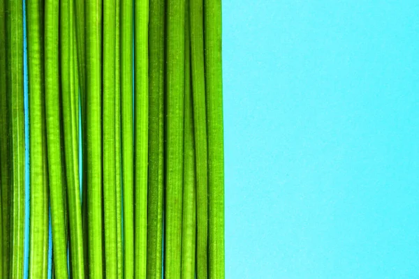 Grüne Stiele Von Pflanzen Auf Blauem Hintergrund Hintergrund Der Natur — Stockfoto