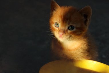 Küçük sevimli kızıl kedi yavrusunun bulanık görüntüsü. Oturup kameraya bakıyor, yatay görüntü. Hayvanlar günü, evcil hayvanlar, hayvanlar yeniden moda. Açık havada başıboş kızıl kedi yavrusu.