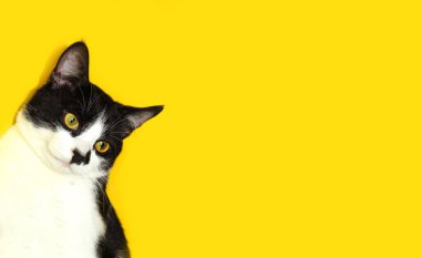 Yan tarafa bakan şirin smokinli kedi, sarı arka plan, yatay görüş, kırpılmış çekim. Evcil hayvanlar, hayvanlar konsepti.