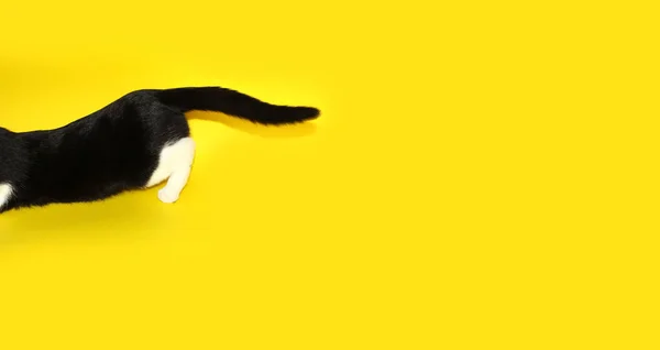 Jugando Gato Tiro Recortado Gato Esmoquin Sobre Fondo Amarillo Primer — Foto de Stock
